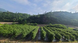 장봉덕님의 들깨 · 영농일지 작성글 사진