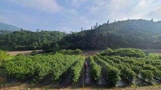 장봉덕님의 들깨 · 영농일지 작성글 사진