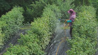 장봉덕님의 들깨 · 영농일지 작성글 사진