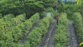 장봉덕님의 들깨 · 영농일지 작성글 사진