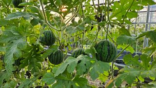 이영철,전남건설중기님의 기타작물 · 영농일지 작성글 사진