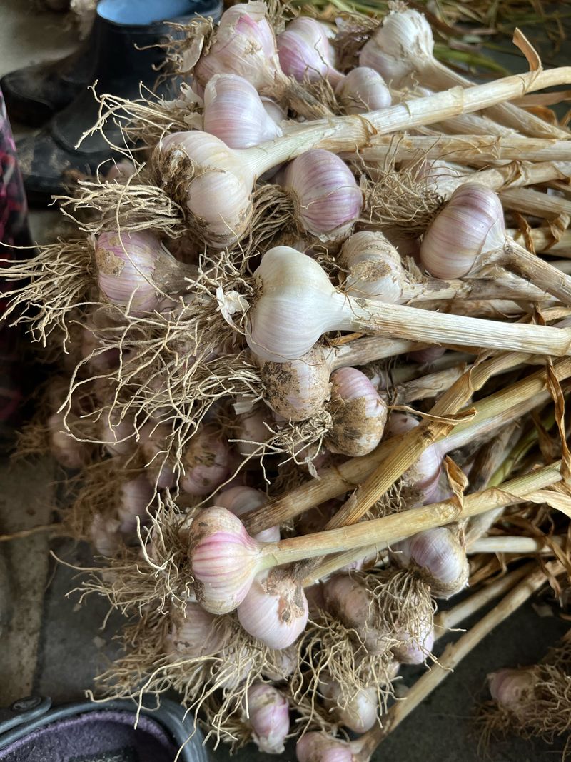 최성진님의 장터 판매 상품 [종자용 홍산마늘   ] 첨부 사진