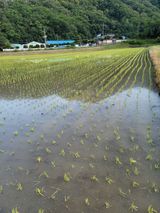 팜모닝 벼·영농일지 게시글 이미지