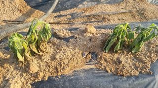 상대님의 참깨 · 병해충상담 작성글 사진