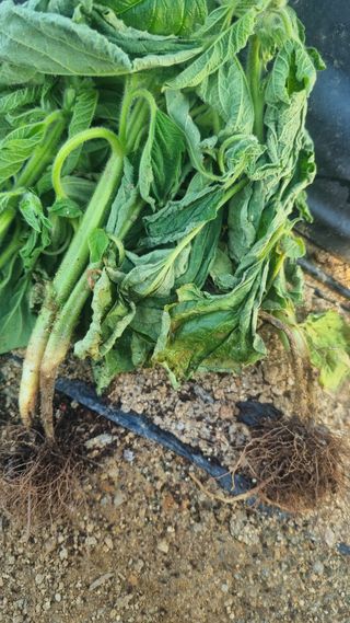 상대님의 참깨 · 병해충상담 작성글 사진