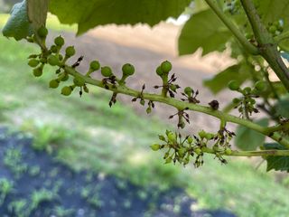 안성현님의 포도 · 병해충상담 작성글 사진