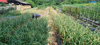 신철승님의 마늘 · 영농일지 작성글 사진