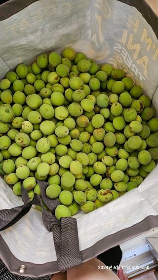 정규환님의 매실 · 영농일지 작성글 사진