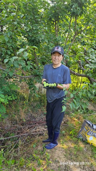 정규환님의 매실 · 영농일지 작성글 사진