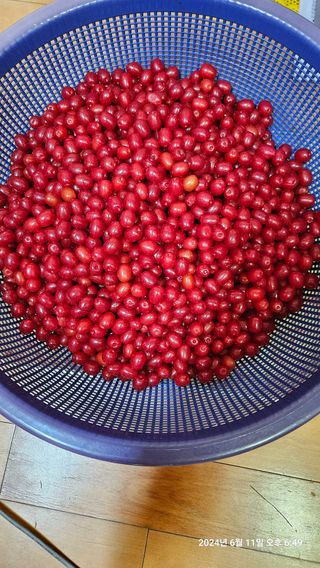 정규환님의 매실 · 영농일지 작성글 사진