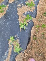 팜모닝 참깨·병해충상담 게시글 이미지