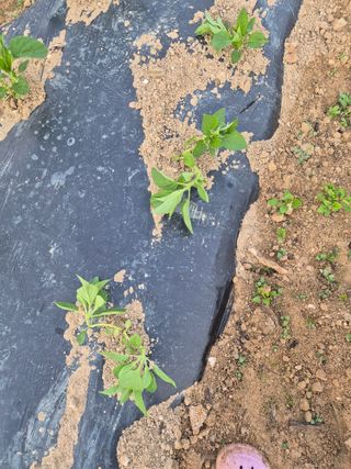 황보단님의 참깨 · 병해충상담 작성글 사진