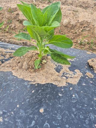 황보단님의 참깨 · 병해충상담 작성글 사진