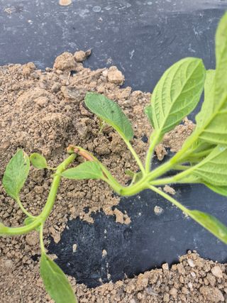 황보단님의 참깨 · 병해충상담 작성글 사진