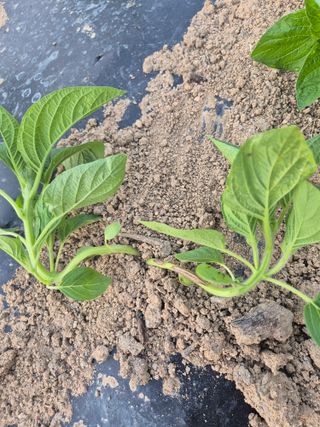 황보단님의 참깨 · 병해충상담 작성글 사진