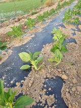 팜모닝 참깨·병해충상담 게시글 이미지