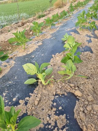 김현정님의 참깨 · 병해충상담 작성글 사진