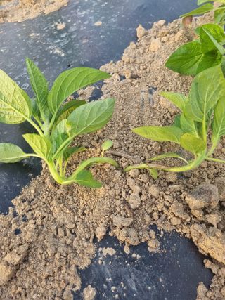 김현정님의 참깨 · 병해충상담 작성글 사진