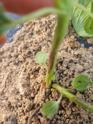 김현정님의 참깨 · 병해충상담 작성글 사진