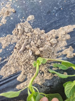 김현정님의 참깨 · 병해충상담 작성글 사진