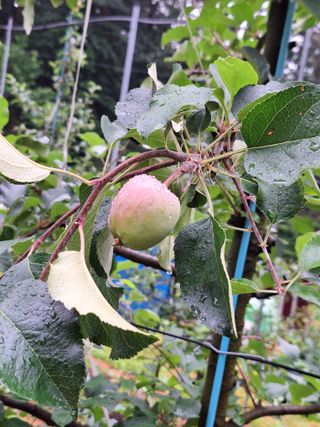 산꼭대기사과밭님의 사과 · 영농일지 작성글 사진