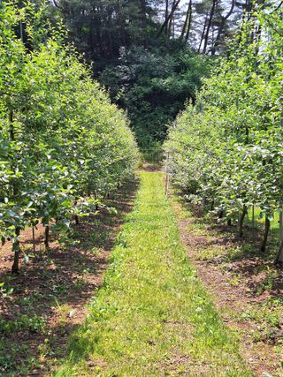 산꼭대기사과밭님의 사과 · 영농일지 작성글 사진