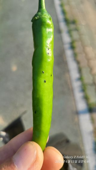 뚝방님의 고추 · 병해충상담 작성글 사진