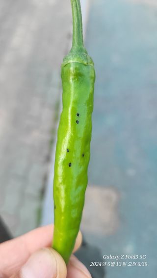 뚝방님의 고추 · 병해충상담 작성글 사진