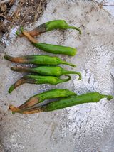 팜모닝 농사, 무엇이든 물어보세요!·참여글 게시글 이미지