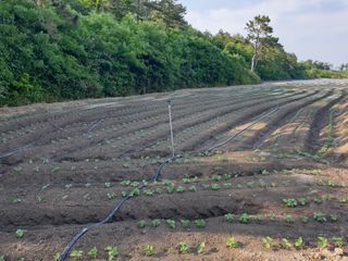 바다진주님의 콩 · 영농일지 작성글 사진