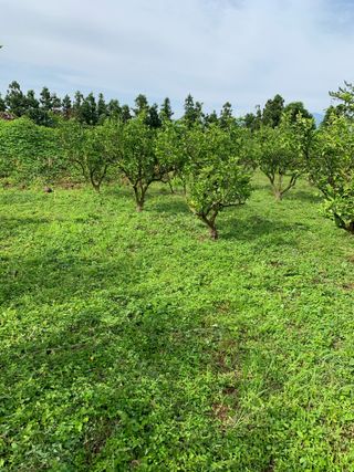 쭈야네농장님의 귤 · 영농일지 작성글 사진