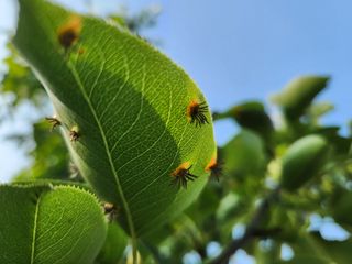 차철유님의 배 · 병해충상담 작성글 사진