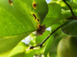 차철유님의 배 · 병해충상담 작성글 사진