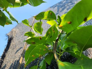 차철유님의 배 · 병해충상담 작성글 사진