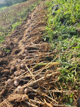 이제윤님의 마늘 · 영농일지 작성글 사진
