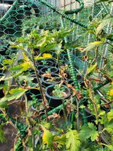 팜모닝 농사, 무엇이든 물어보세요!·참여글 게시글 이미지