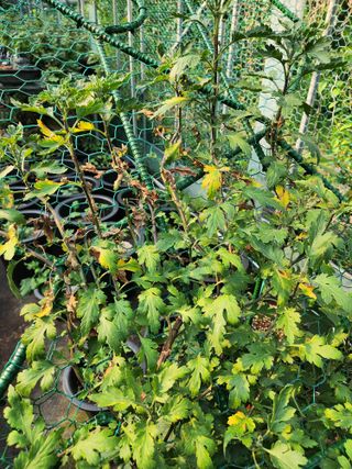 안창진님의 농사, 무엇이든 물어보세요! · 참여글 작성글 사진