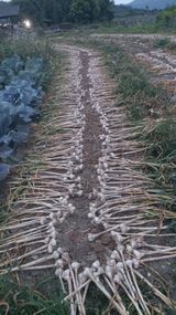 팜모닝 자유주제·자유게시판 게시글 이미지