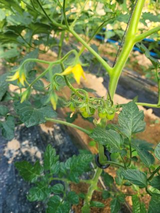 최창남님의 토마토 · 영농일지 작성글 사진