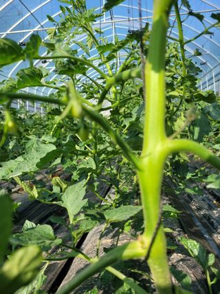 최창남님의 토마토 · 영농일지 작성글 사진