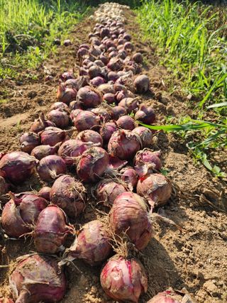 이제윤님의 양파 · 영농일지 작성글 사진