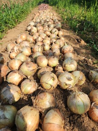 이제윤님의 양파 · 영농일지 작성글 사진