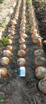 팜모닝 양파·영농일지 게시글 이미지