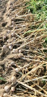 팜모닝 마늘·영농일지 게시글 이미지