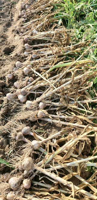 이제윤님의 마늘 · 영농일지 작성글 사진