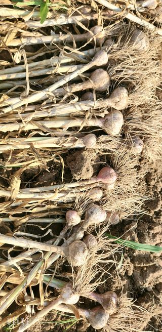 이제윤님의 마늘 · 영농일지 작성글 사진