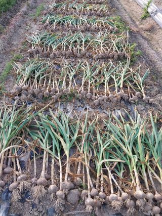 시골살이님의 자유주제 · 자유게시판 작성글 사진