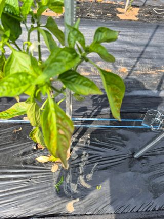 도리님의 자유주제 · 자유게시판 작성글 사진