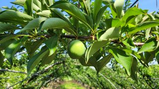 우경농원님의 자두 · 영농일지 작성글 사진