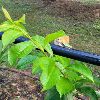 우경농원님의 자두 · 영농일지 작성글 사진
